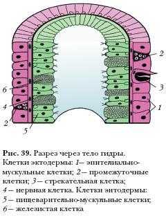 Кракен актуальное зеркало